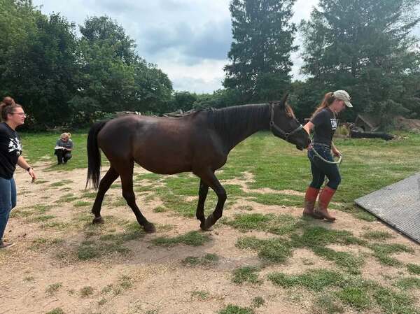 Prosecutor Declines Charges Against Milford Trail Ride Business, Returns Horses