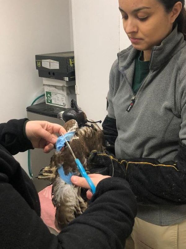 Howell Nature Center Rehabilitates, Releases Red-Tailed Hawk