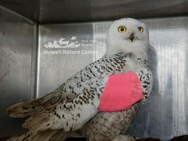 Snowy Owl Rescued By Howell Nature Center Staff