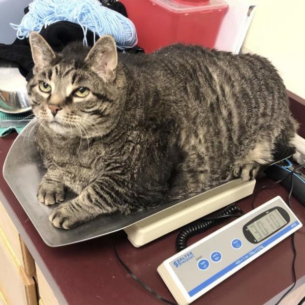 Howell's Zack The Fat Cat Looking For A New Home