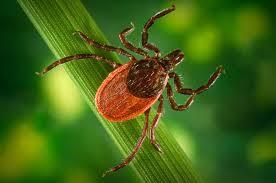 State Health Officials: Lyme Disease Cases Qaudrupled Across Michigan