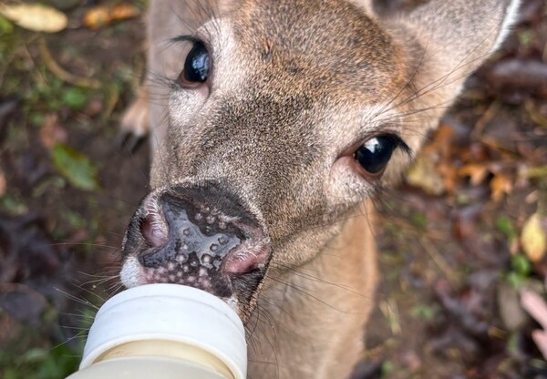 Howell Nature Center Hits Fundraising Goal, Continues to Seek Support