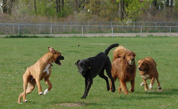 Fundraising Goal Exceeded For Proposed Milford Dog Park