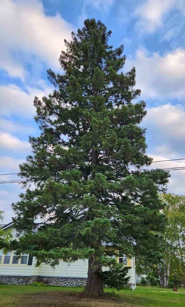 Onaway Spruce Becomes State Of Michigan's 36th Christmas Tree