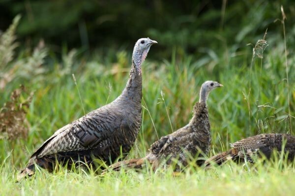 DNR: Help Track Michigan's Next Generation Of Wild Turkeys