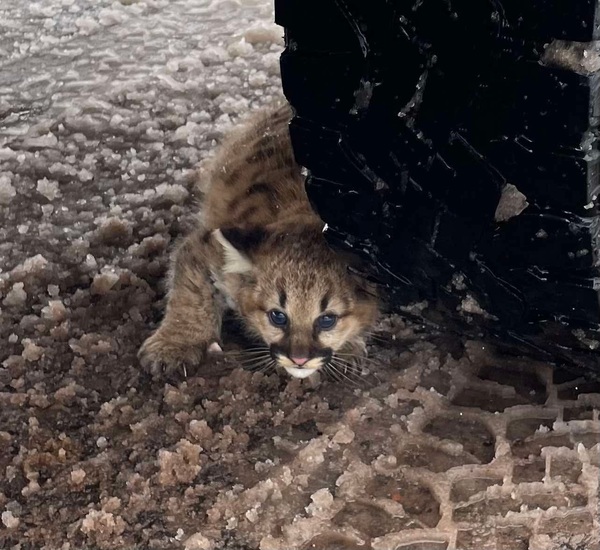 Record Cougar Reports In Michigan In 2025 - Including Some Cubs