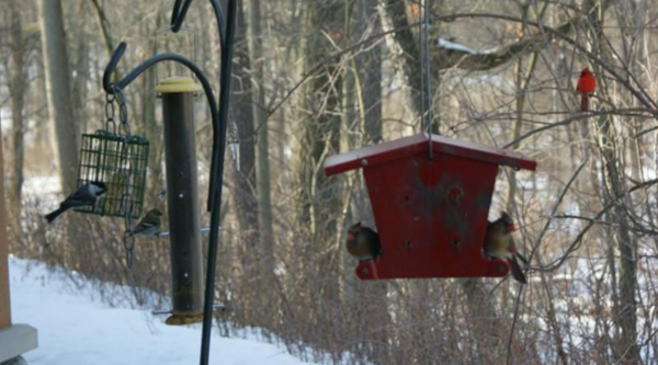 "The Great Backyard Bird Count" This Weekend
