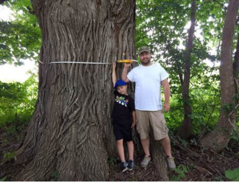 The Hunt Is On To Find Michigan's Biggest Trees