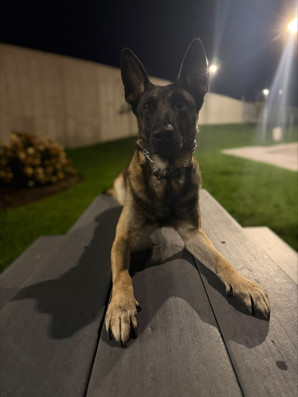 Ingham County Sheriff’s Office K9 Kobe To Receive Body Armor Donation