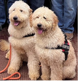 Therapy Dogs Coming To Pinckney Community Schools