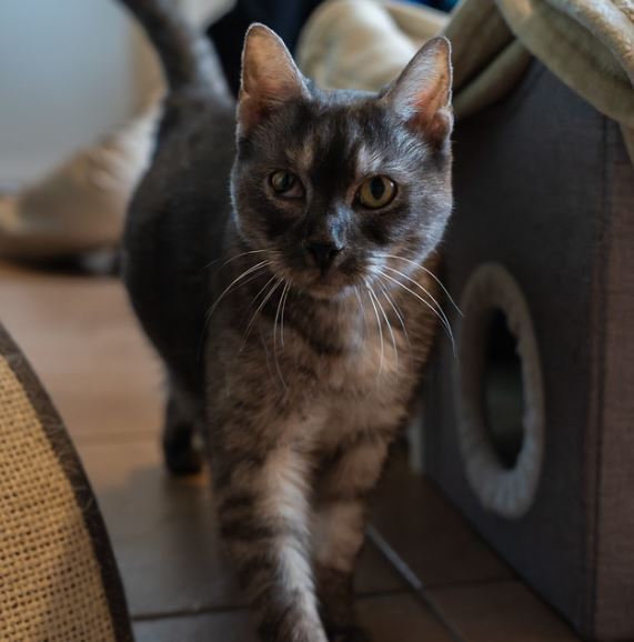 Local Shelters Receive Animal Welfare Fund Grants