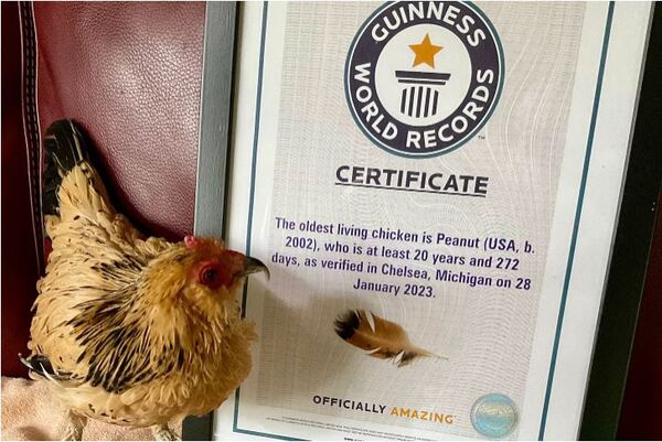 Peanut, The World's Oldest Chicken From Chelsea, Dies At 21