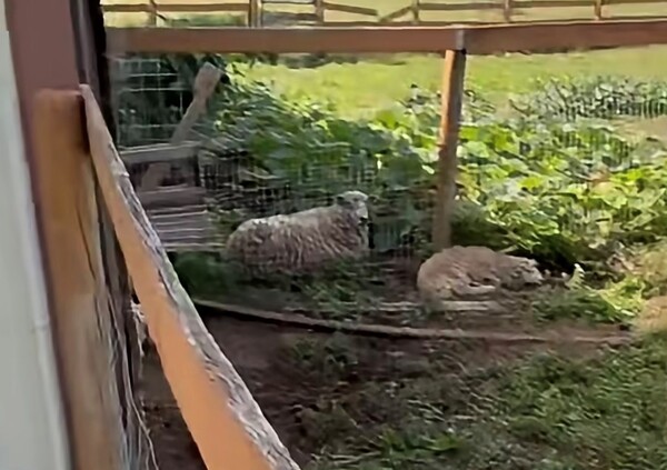 Genesee Co. Sheriff Investigating Case of Abandoned Farm Animals