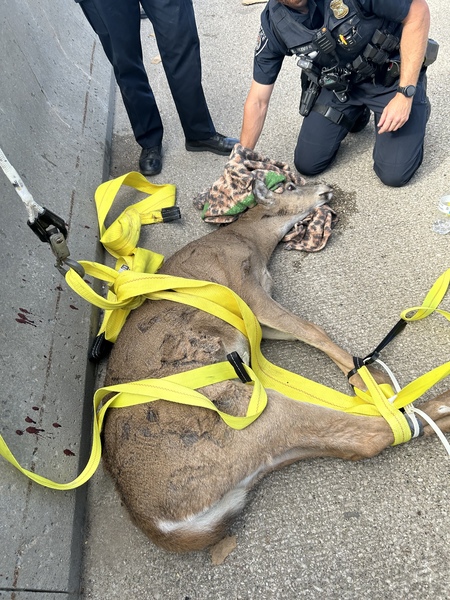 Deer Trapped Between Concrete Barriers On I-75 Monday