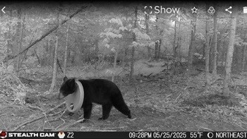 DNR Biologists Remove Lid Stuck On Bear’s Neck For Two Years