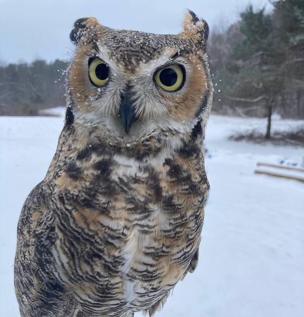 Howell Nature Center Highlights Owls, Winter Activities