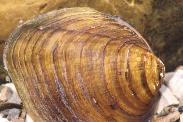 Federal Authorities Protect Local Mussel Population