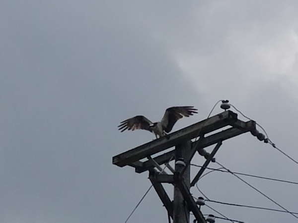 Osprey Nest Found On Cell Phone Tower In Genoa Township