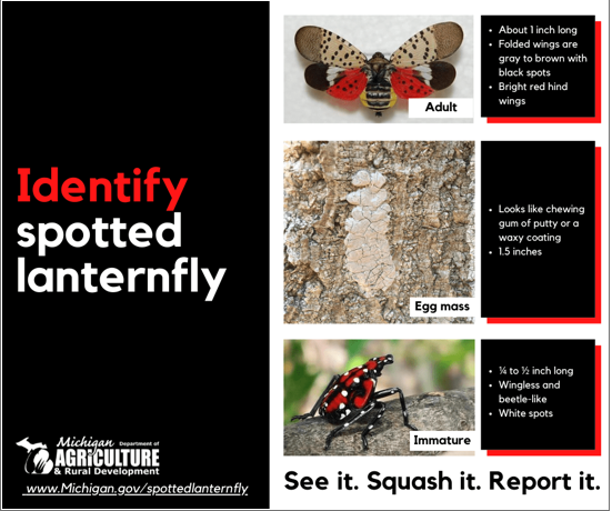 Metroparks Receives Grant Funding To Combat Spotted Lanternfly