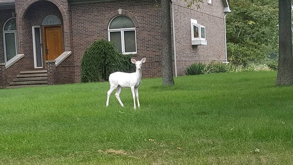 All-White Deer Spotted In Kensington Metropark