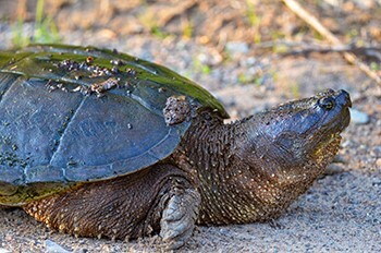 "Give Them A Brake" - Be On The Lookout For Migrating Turtles On Roads