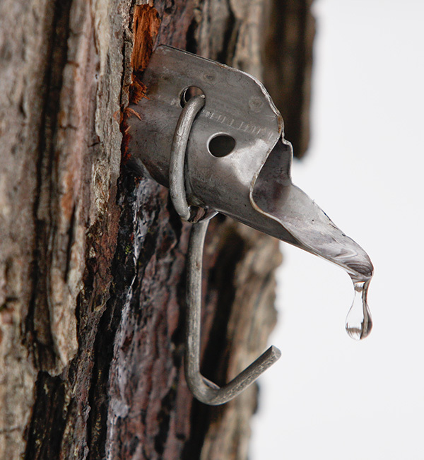 Maple Sugaring Month At Huron-Clinton Metroparks