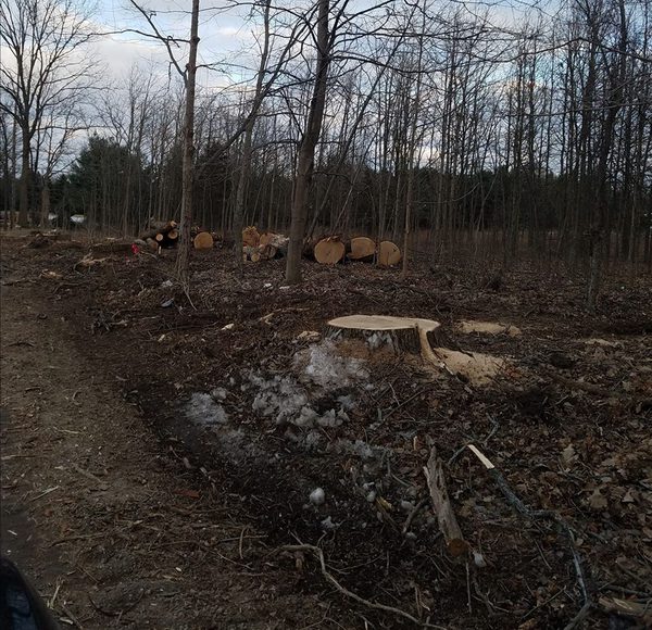 Tree Trimming To Continue Through August On North Territorial Road