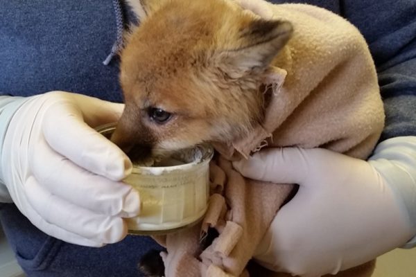 Howell Nature Center Wildlife Clinic Campaign Continuing