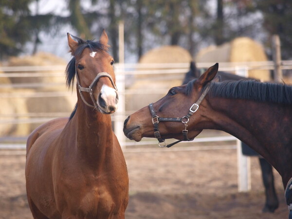 Livingston County Horse Euthanized After Contracting WNV