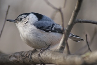 "Basics Of Birding" At Brighton District Library