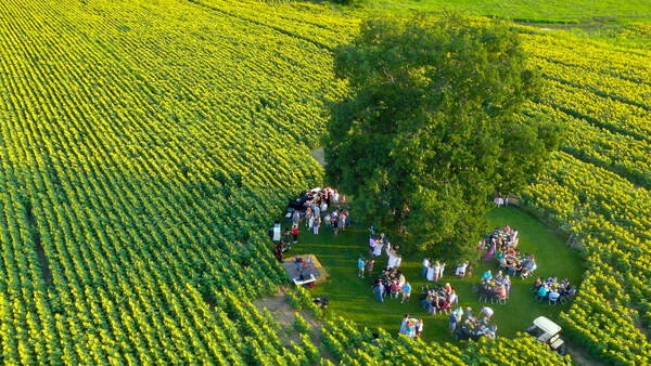 Sunflower Festival Returns To Earl Farm August 1-3