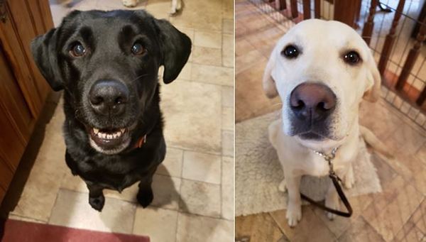 Fenton Couple Training COVID-19 Detection Dogs