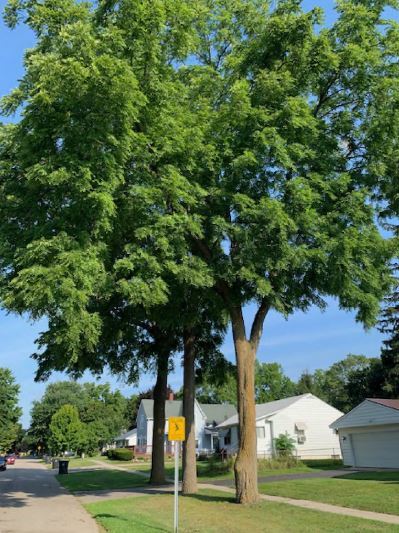 Hazardous Black Walnut Trees Coming Down In Howell