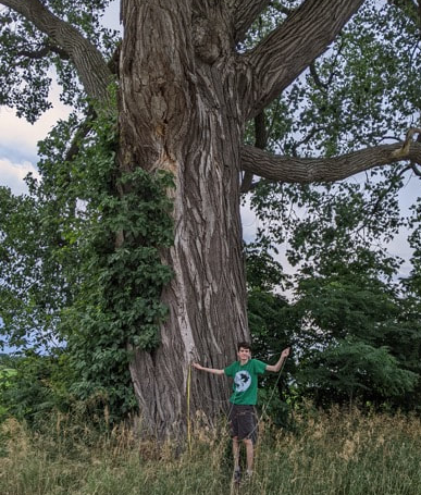 The Hunt is On for Michigan's Biggest Trees