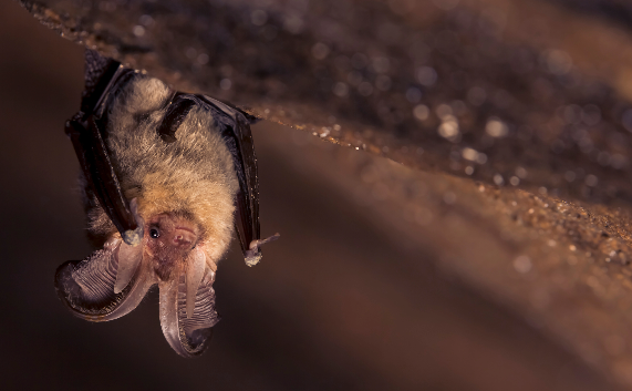 Rabid Bat Identified in Livingston County