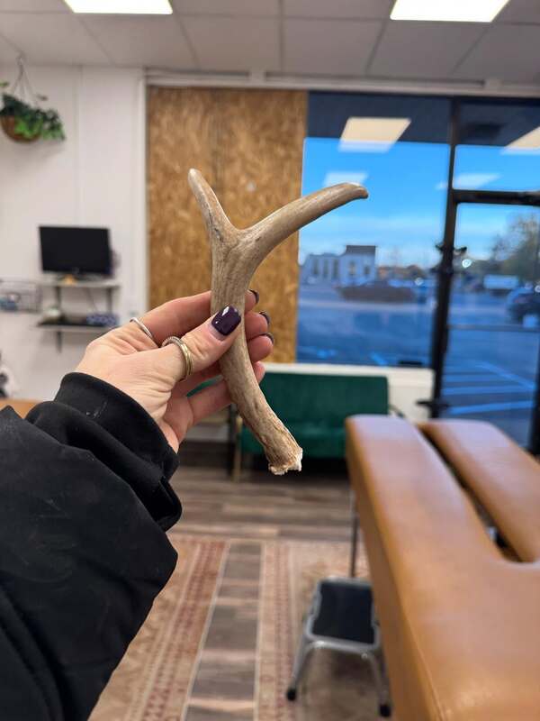 Deer Smashes Through Windows of South Lyon's Bloom Chiropractic