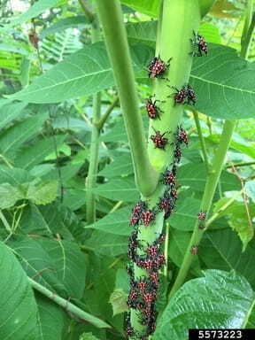 What to Do If You See a Spotted Lanternfly