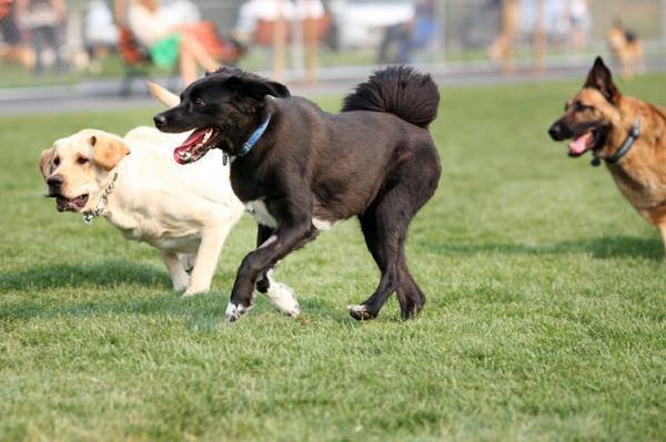 MI's Veterinarian Offers Tips for Animal Owners Over July 4th Holiday