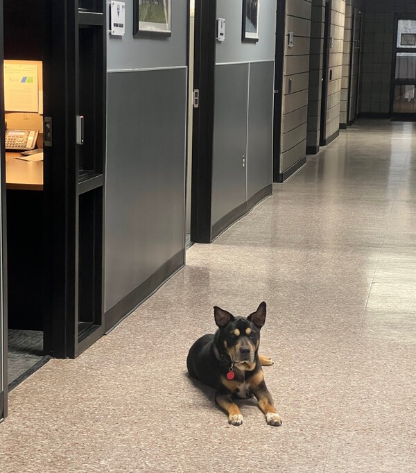 Milford Police Department's Lil' Craig To Undergo Surgery