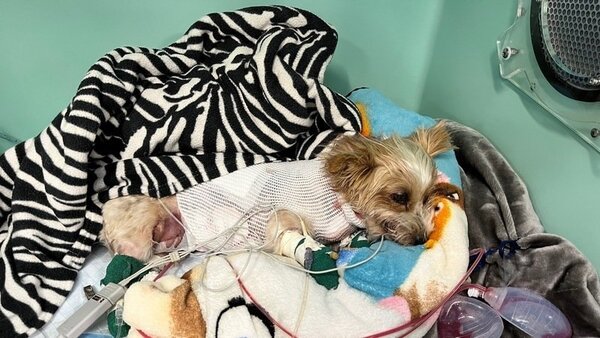 "Justice For Pearl" Sought After Fatal Dog Attack