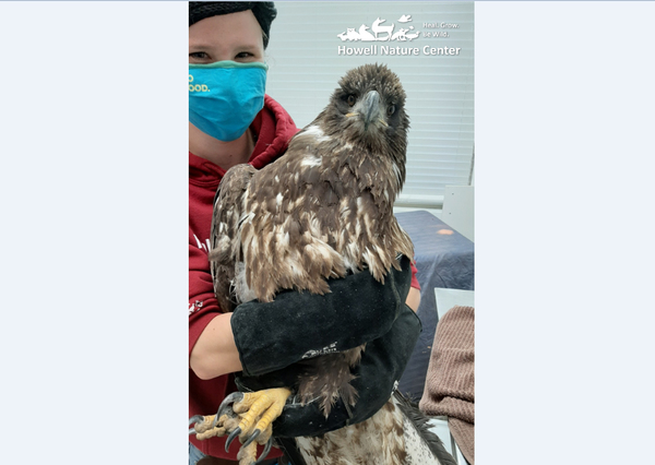 Howell Nature Center Hosting Injured Bald Eagle For Thanksgiving