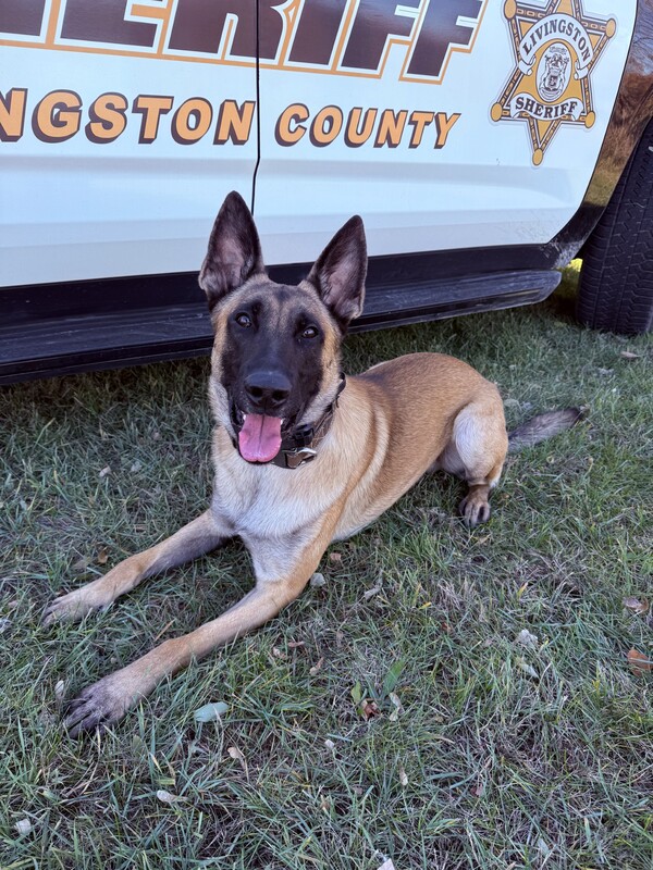 LCSO:  K9 Pumukli to Receive New Protective Vest