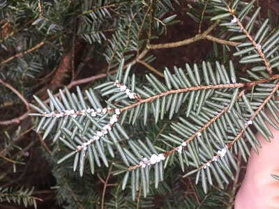 Invasive Hemlock Woolly Adelgid Found In Western Antrim County