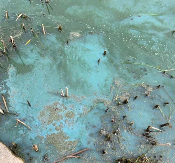 Stay Safe As Prime Harmful Algae Season Begins