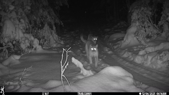 Record Cougar Reports In Michigan In 2025 - Including Some Cubs