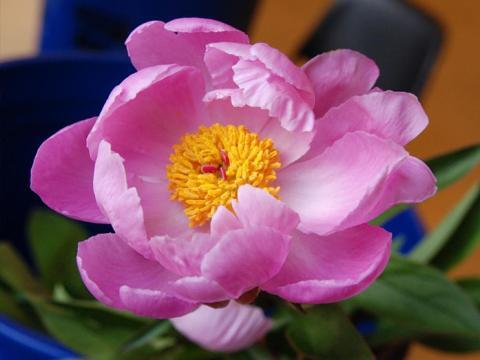 Vandals Snip U of M's Popular Peonies