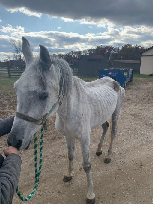 Rescuer Says Charges Should Be Filed For Horse's Neglect