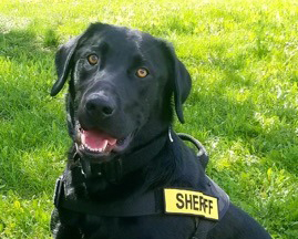 New Sheriff's K9 Trained To Detect Contraband In Jail