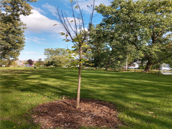 City Of Dexter Awarded Grant For Tree Planting Projects