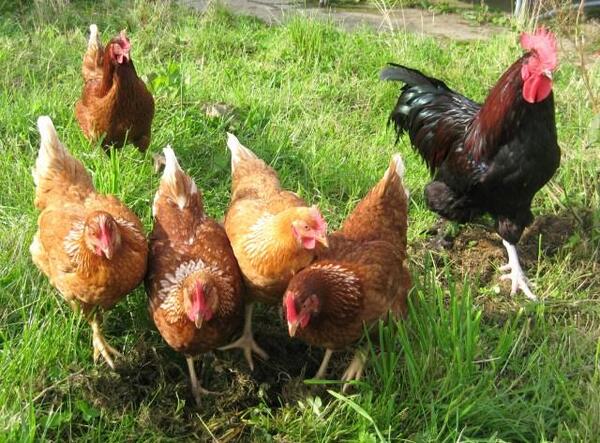 Bird Flu Found In Backyard Flock In Livingston County